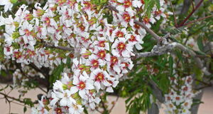 ЧЕКАЛКИН ОРЕХ, КСАНТОЦЕРАС РЯБИНОЛИСТНЫЙ