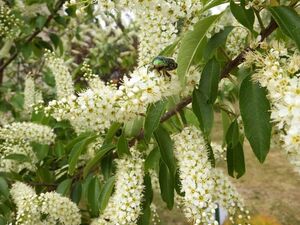 ЧЕРЕМУХА ВИРГИНСКАЯ