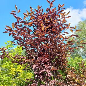 ЧЕРЕМУХА ВИРГИНСКАЯ