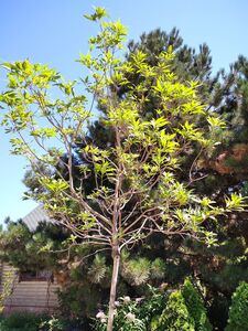 ЧИТАЛЬПА, ХИЛОКАТАЛЬПА ТАШКЕНТСКАЯ