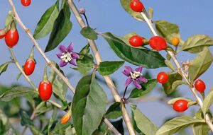 ДЕРЕЗА ОБЫКНОВЕННАЯ, ЯГОДЫ ГОДЖИ 