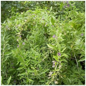 ДЕРЕЗА ОБЫКНОВЕННАЯ, ЯГОДЫ ГОДЖИ 