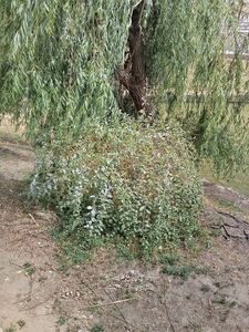 ДЕРЕЗА ОБЫКНОВЕННАЯ, ЯГОДЫ ГОДЖИ 