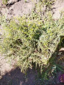 ДРОК ДОНСКОЙ