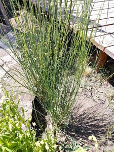 ДРОК ДОНСКОЙ