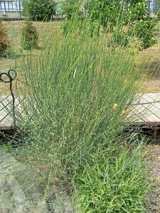 ДРОК ДОНСКОЙ