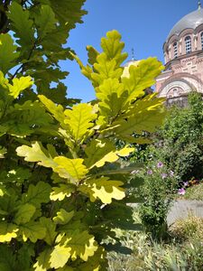 ДУБ ЧЕРЕШЧАТЫЙ ФАСТИГИАТА