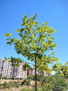 ДУБ КРАСНЫЙ 