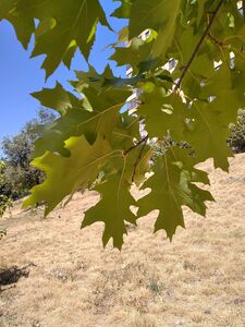 ДУБ КРАСНЫЙ 