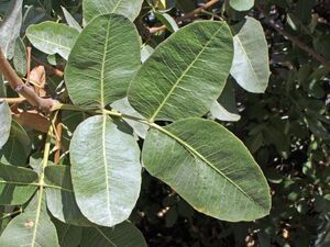 ФИСТАШКА ТУПОЛИСТНАЯ, СКИПИДАРНОЕ ДЕРЕВО