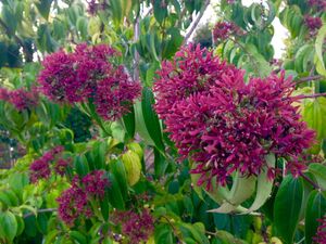 ГЕПТАКОДИУМ, ОСЕННЯЯ СИРЕНЬ, МИРТ СЕВЕРНЫЙ 