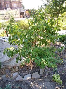 ГЕПТАКОДИУМ, ОСЕННЯЯ СИРЕНЬ, МИРТ СЕВЕРНЫЙ 