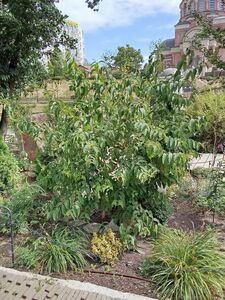 ГЕПТАКОДИУМ, ОСЕННЯЯ СИРЕНЬ, МИРТ СЕВЕРНЫЙ 