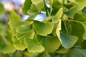 ГИНКГО БИЛОБА 