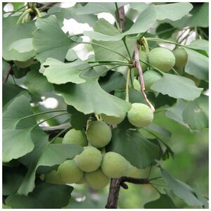 ГИНКГО БИЛОБА 