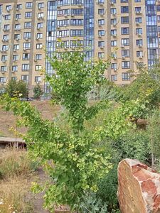 ГИНКГО БИЛОБА 