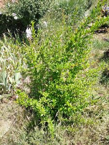 ГРАНАТ ОБЫКНОВЕННЫЙ