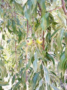 ГРУША ЛОХОЛИСТНАЯ 