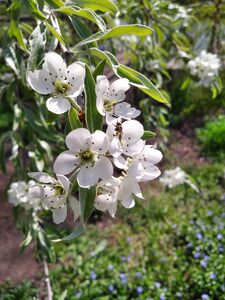 ГРУША ЛОХОЛИСТНАЯ 