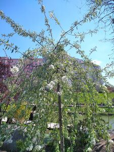 ГРУША ЛОХОЛИСТНАЯ 