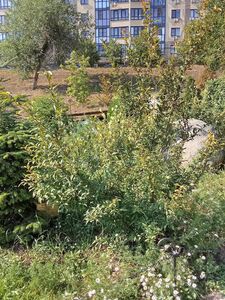 ХЕНОМЕЛЕС КИТАЙСКИЙ, АЙВА КИТАЙСКАЯ