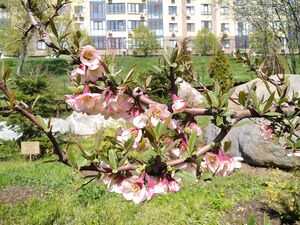 ХЕНОМЕЛЕС КИТАЙСКИЙ, АЙВА КИТАЙСКАЯ