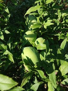 ХЕНОМЕЛЕС КИТАЙСКИЙ, АЙВА КИТАЙСКАЯ