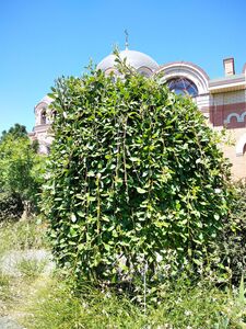 ИВА КОЗЬЯ, БРЕДИНА, РАКИТА ИВА КОЗЬЯ, БРЕДИНА, РАКИТА