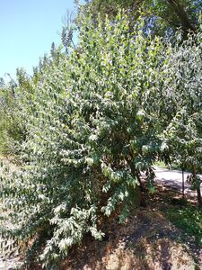 ИВА КОЗЬЯ, БРЕДИНА, РАКИТА ИВА КОЗЬЯ, БРЕДИНА, РАКИТА