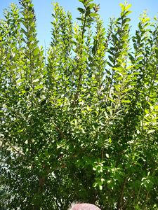 ИВА КОЗЬЯ, БРЕДИНА, РАКИТА ИВА КОЗЬЯ, БРЕДИНА, РАКИТА