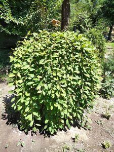 ИВА КОЗЬЯ, БРЕДИНА, РАКИТА ИВА КОЗЬЯ, БРЕДИНА, РАКИТА