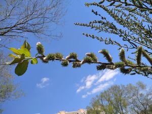 ИВА КОЗЬЯ, БРЕДИНА, РАКИТА ИВА КОЗЬЯ, БРЕДИНА, РАКИТА
