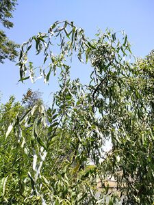 ИВА МАТСУДЫ, ИЗВИЛИСТАЯ ИВА