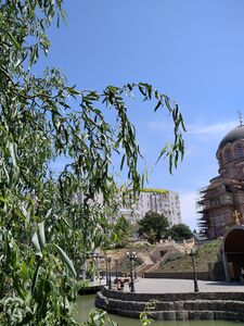 ИВА МАТСУДЫ, ИЗВИЛИСТАЯ ИВА