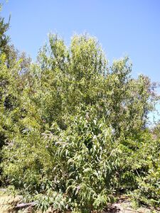 ИВА МАТСУДЫ, ИЗВИЛИСТАЯ ИВА