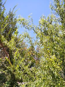 ИВА МАТСУДЫ, ИЗВИЛИСТАЯ ИВА