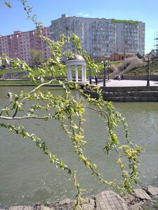 ИВА МАТСУДЫ, ИЗВИЛИСТАЯ ИВА