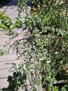 ИВА ВАВИЛОНСКАЯ «КРИСПА»