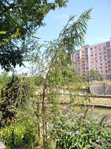 ИВА ВАВИЛОНСКАЯ «КРИСПА»