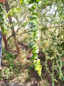 ИВА ВАВИЛОНСКАЯ «КРИСПА»