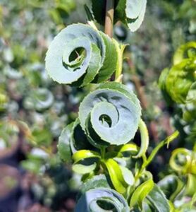 ИВА ВАВИЛОНСКАЯ «КРИСПА»