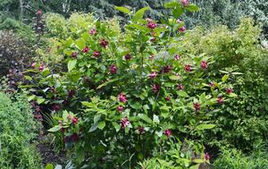 КАЛИКАНТУС, ПРЯНЫЙ КУСТ