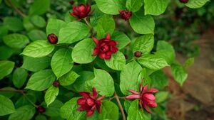 КАЛИКАНТУС, ПРЯНЫЙ КУСТ