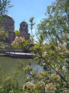 КАЛИНА БЕРКВУДА