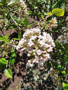 КАЛИНА БЕРКВУДА