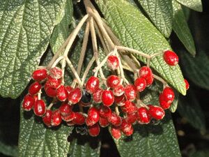 КАЛИНА МОРЩИНИСТОЛИСТНАЯ 