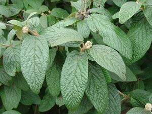 КАЛИНА МОРЩИНИСТОЛИСТНАЯ 