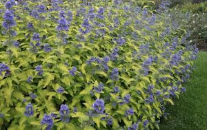 КАРИОПТЕРИС, ОРЕХОКРЫЛЬНИК КАРИОПТЕРИС, ОРЕХОКРЫЛЬНИК