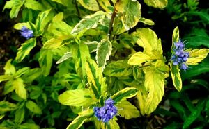 КАРИОПТЕРИС, ОРЕХОКРЫЛЬНИК КАРИОПТЕРИС, ОРЕХОКРЫЛЬНИК