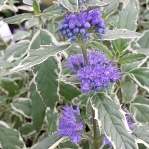 КАРИОПТЕРИС, ОРЕХОКРЫЛЬНИК КАРИОПТЕРИС, ОРЕХОКРЫЛЬНИК